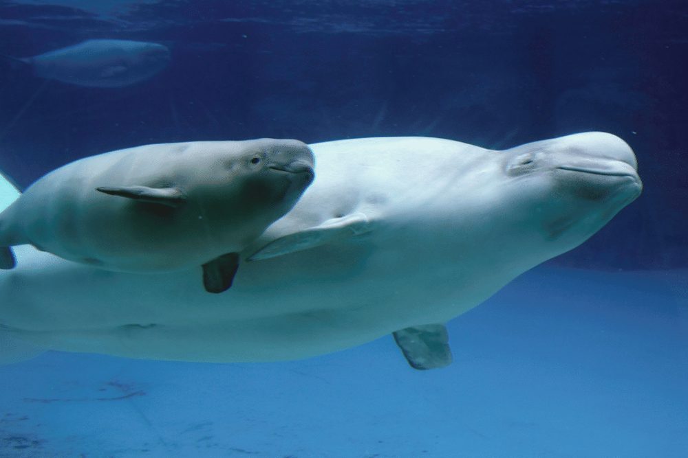 Mommy and baby Beluga Whale