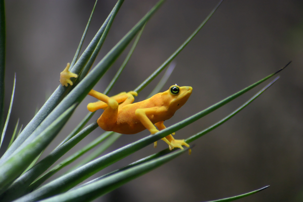 Panamanian Golden Frog Facts - CRITTERFACTS