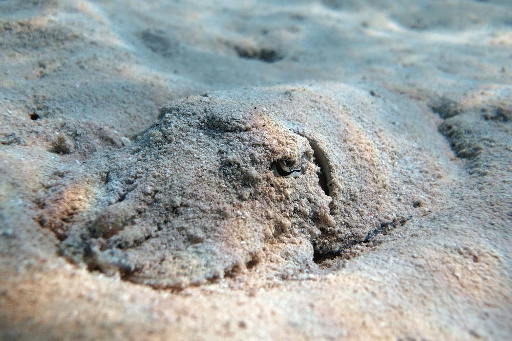 Pharaoh Cuttlefish camouflage
