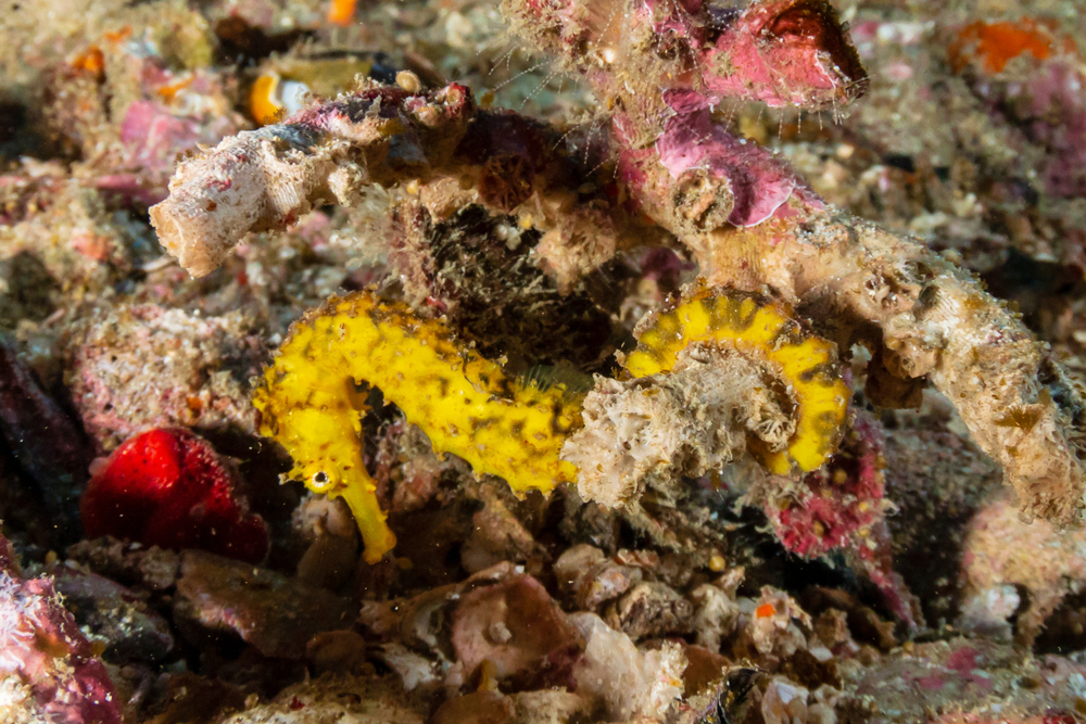 Tiger Tail Seahorse on a tropical coral reef Tiger Tail Seahorse on a tropical coral reef