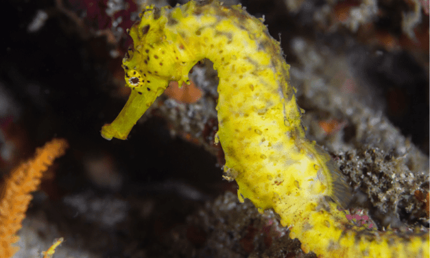 Tiger Tail Seahorse