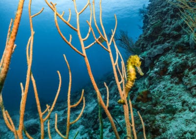 Tiger tail seahorse on whip coral