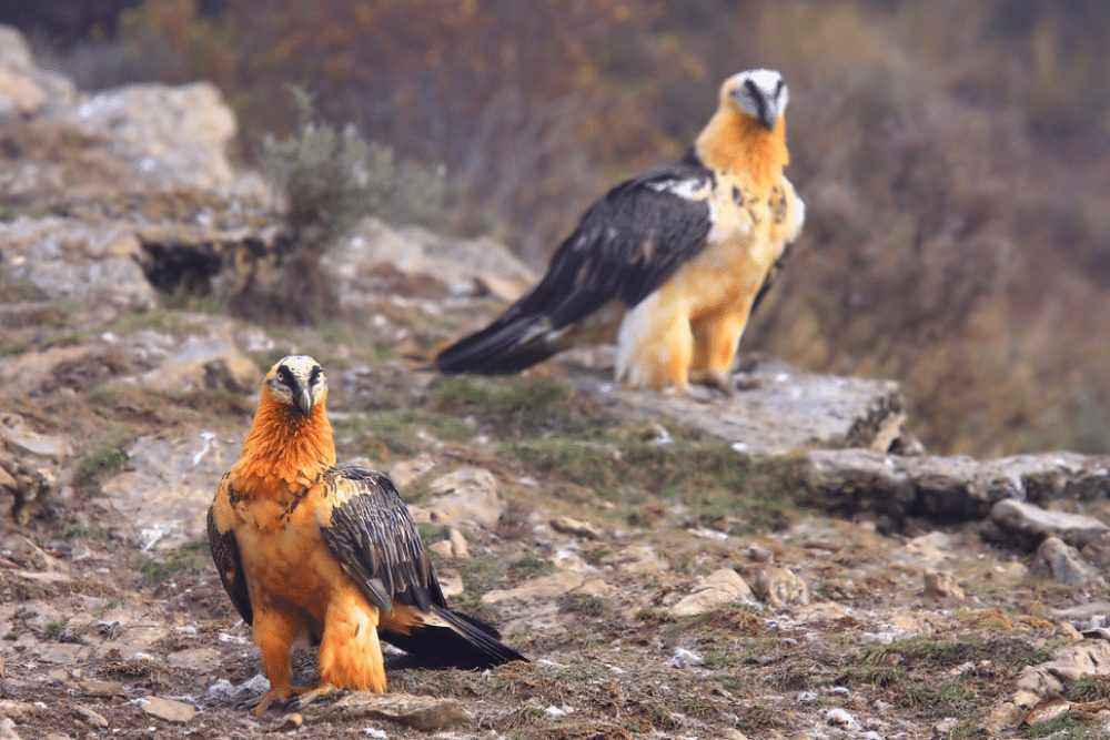 Bearded Vulture Facts Critterfacts 1653