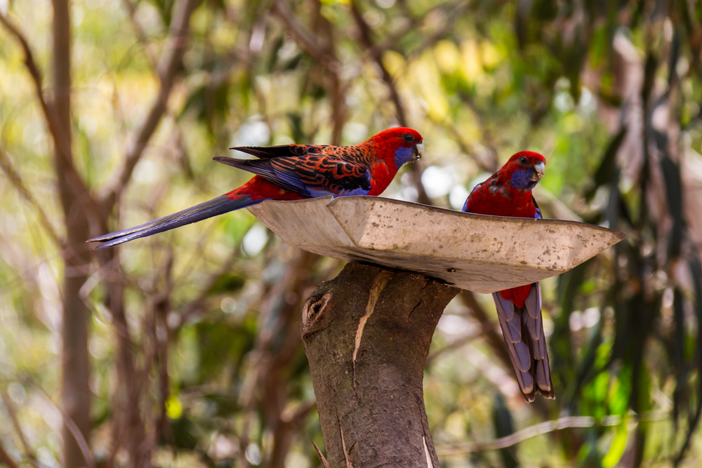 Two Crimson Rosellas Two Crimson Rosellas