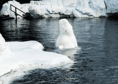 White Beluga whale from the Water