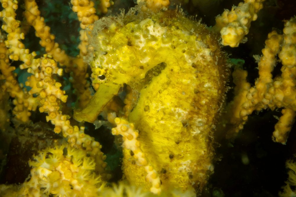 Yellow tiger tail seahorse hide in soft coral Yellow tiger tail seahorse hide in soft coral