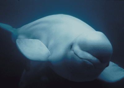 beluga whale looking at camera