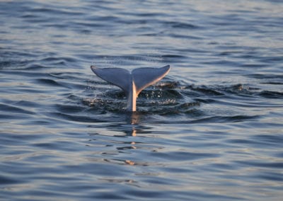 beluga whale tail