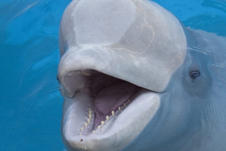 Beluga Whale Facts Critterfacts