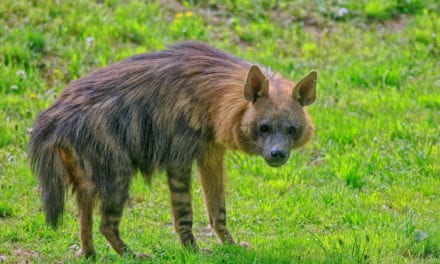 Brown Hyena