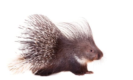 Crested Porcupine