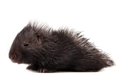 crested Porcupine baby