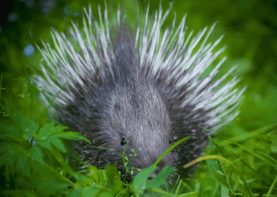 crested Porcupine baby on grass