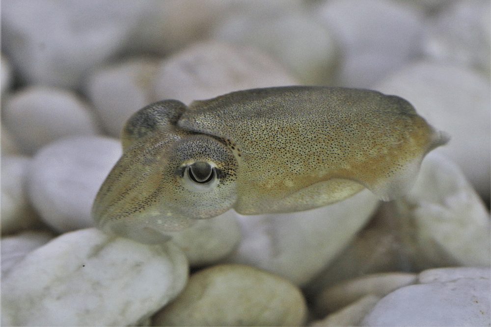 cute baby pharaoh cuttlefish
