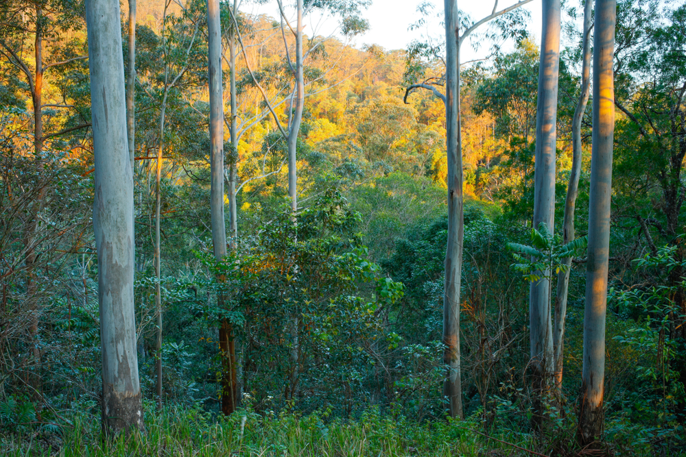 forest in queensland australia forest in queensland australia