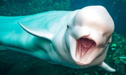 Beluga Whale