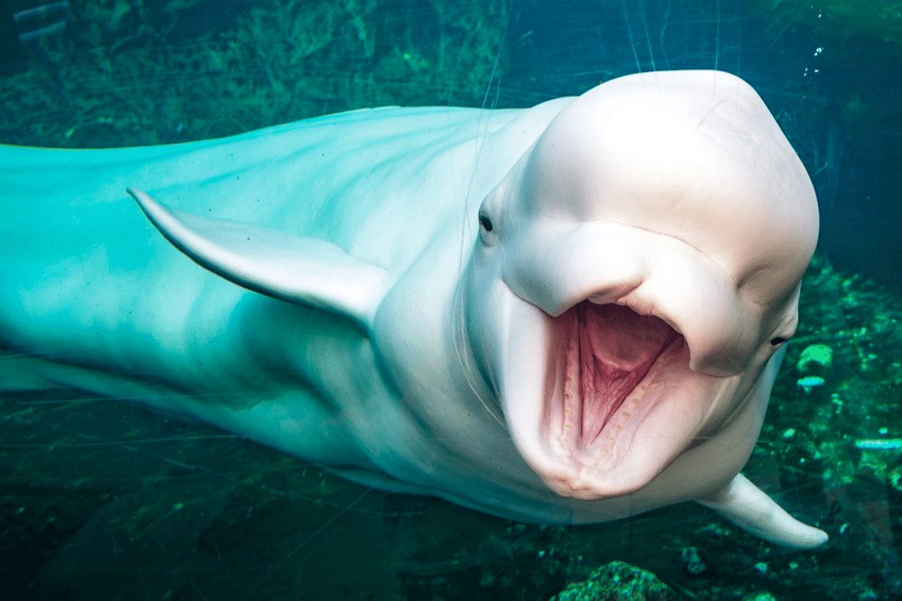 Beluga Whale Facts - CRITTERFACTS