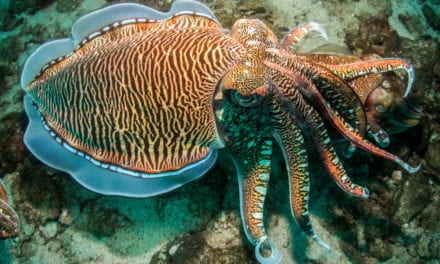 Pharaoh Cuttlefish
