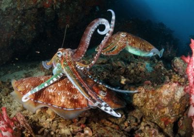 pharaoh cuttlefish with octopus