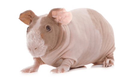 Skinny Pig