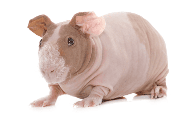 Skinny Pig