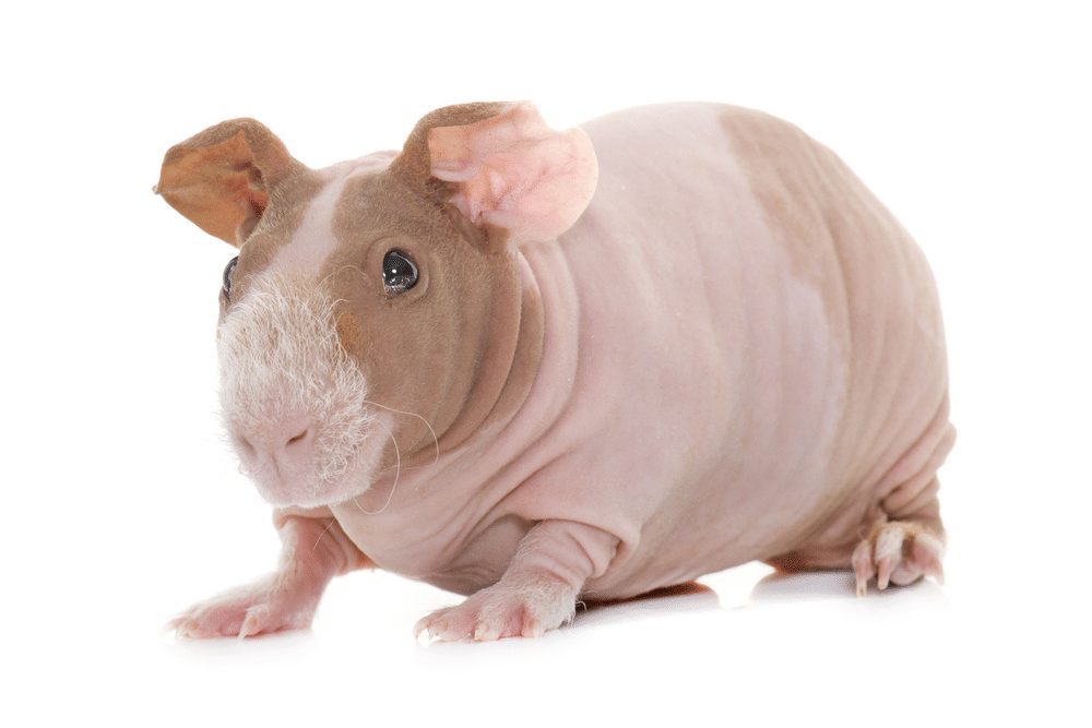 Skinny Pig Facts CRITTERFACTS Skinny Pig Facts CRITTERFACTS