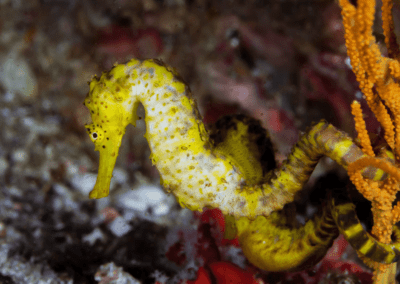 tiger tail seahorse