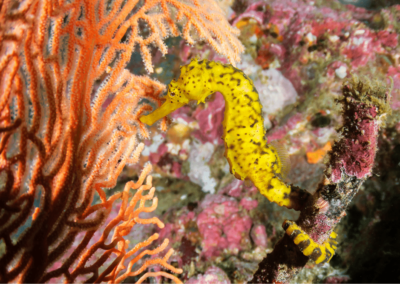 tiger tail seahorse against colorful background