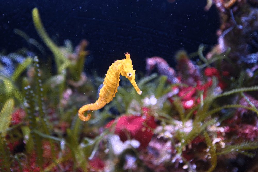 tiger tail seahorse baby tiger tail seahorse baby