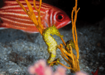 tiger tail seahorses with big fish in the back