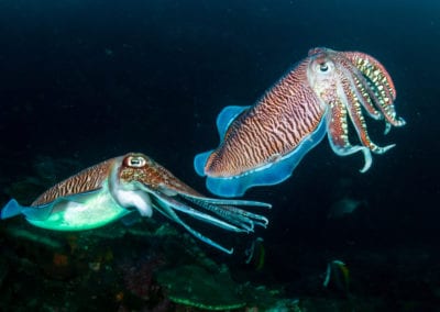 two pharaoh cuttlefish