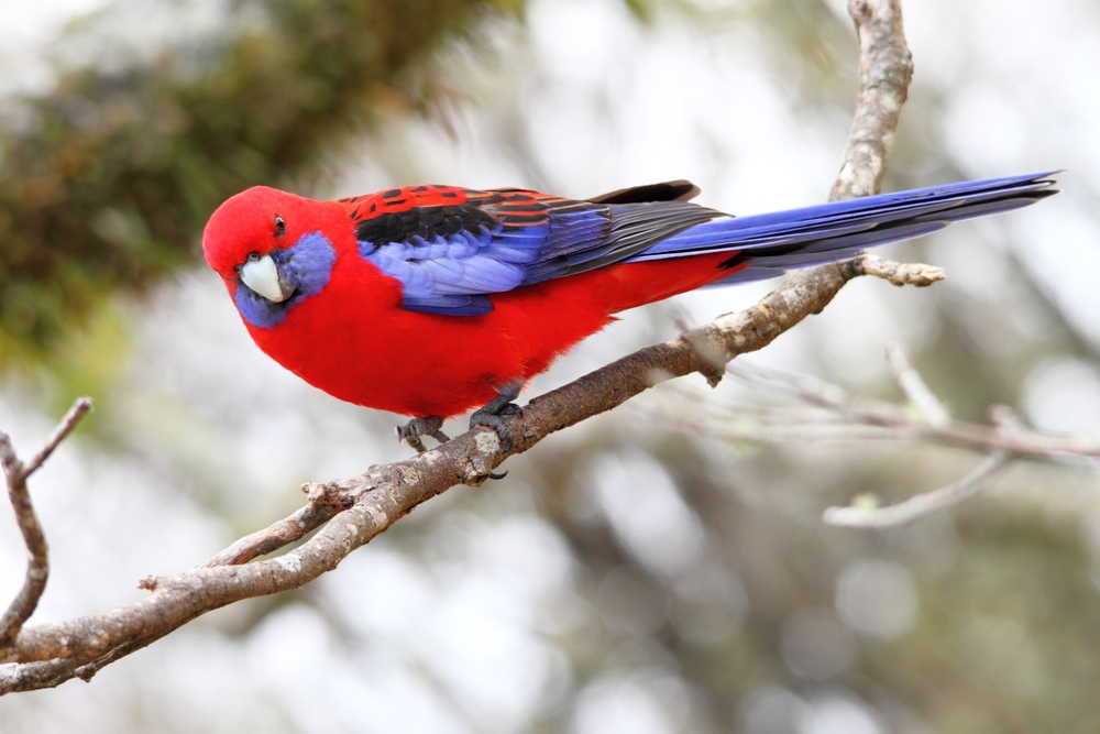 wild crimson rosella wild crimson rosella