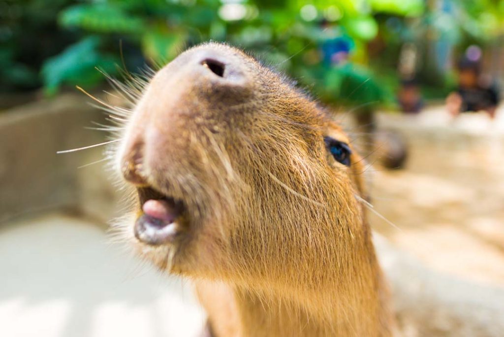 Baby Capybara Social Media