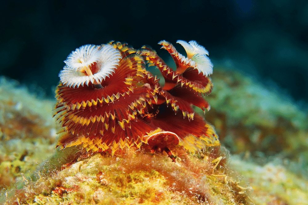 Christmas Tree Worm Facts CRITTERFACTS