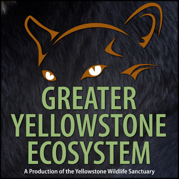 All Creatures Podcast