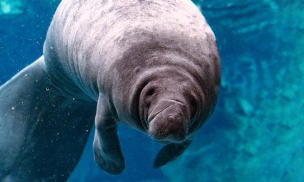 Save the Manatees!