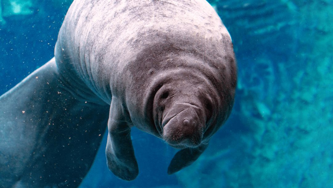 Save the Manatees!
