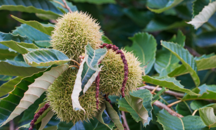 The Tragic Fall of the American Chestnut