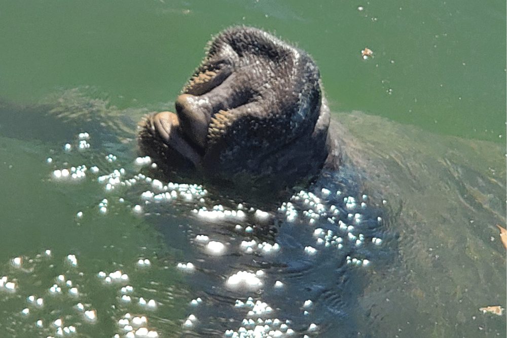 manatees snout coming out of the water