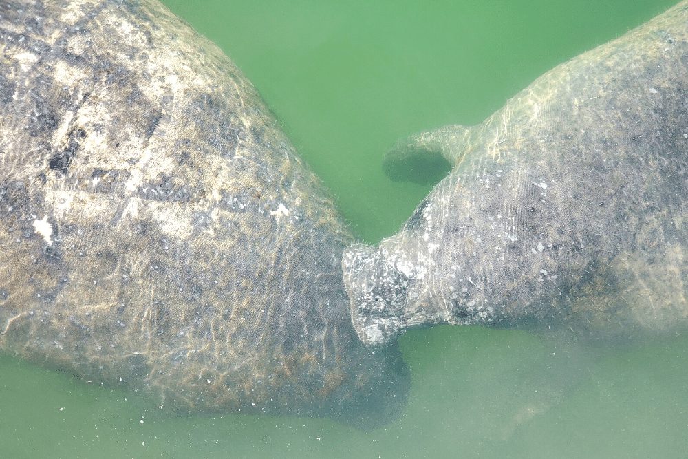 two manatees in the florida keys