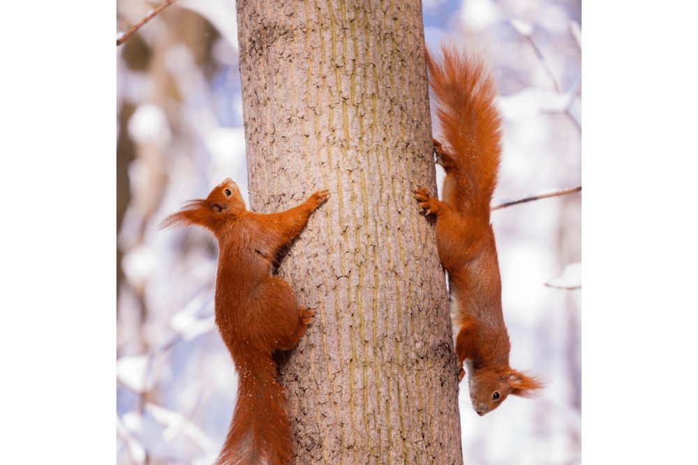 Eurasian red squirrel Facts - CRITTERFACTS