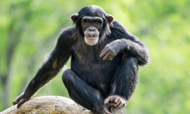 Chimpanzee