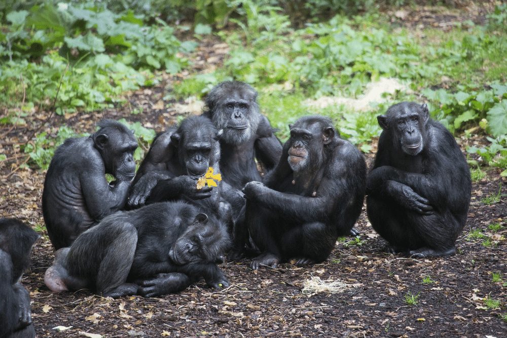 Community of chimpanzees hand feeding basenji