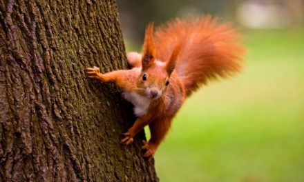 Eurasian red squirrel