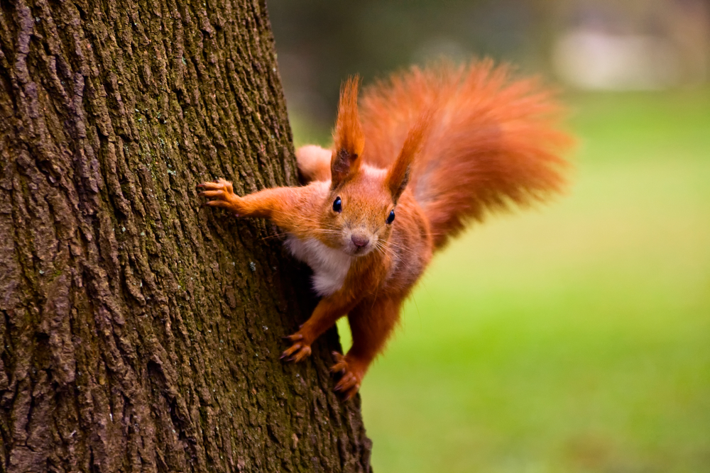 Eurasian red squirrel Facts CRITTERFACTS