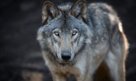 Gray Wolf