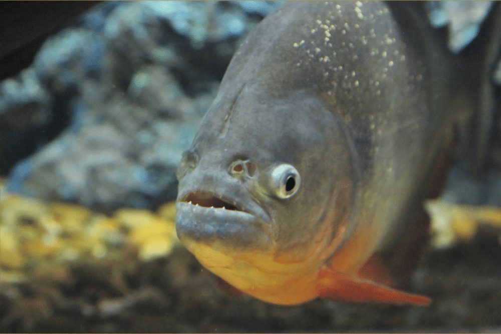 Piranhas are south american fish. Pygocentrus nattereri 2 миллиона.