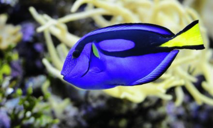 Regal Blue Tang