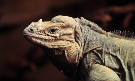 Rhinoceros Iguana