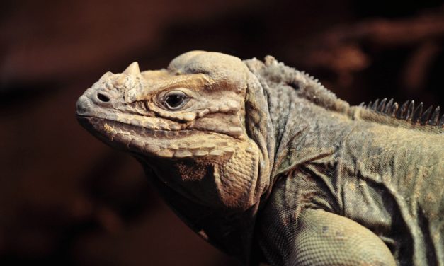 Rhinoceros Iguana